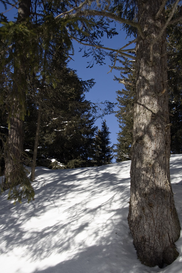 Spaziergang in der Winterlanschaft