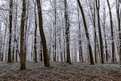 Spaziergang in Laab im Walde 