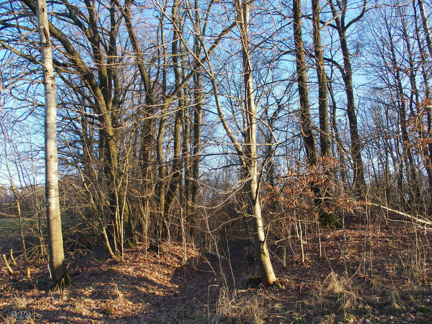 Spaziergang in Lobsdorf..