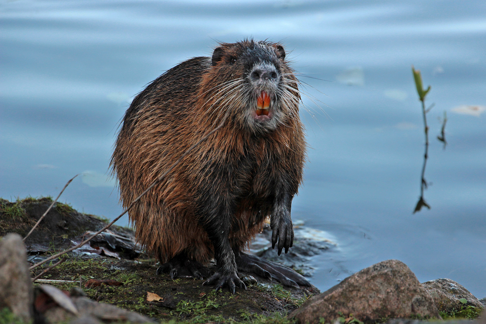 Spaziergang in Saalfeld (13) - Nutria