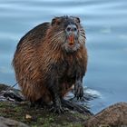 Spaziergang in Saalfeld (13) - Nutria