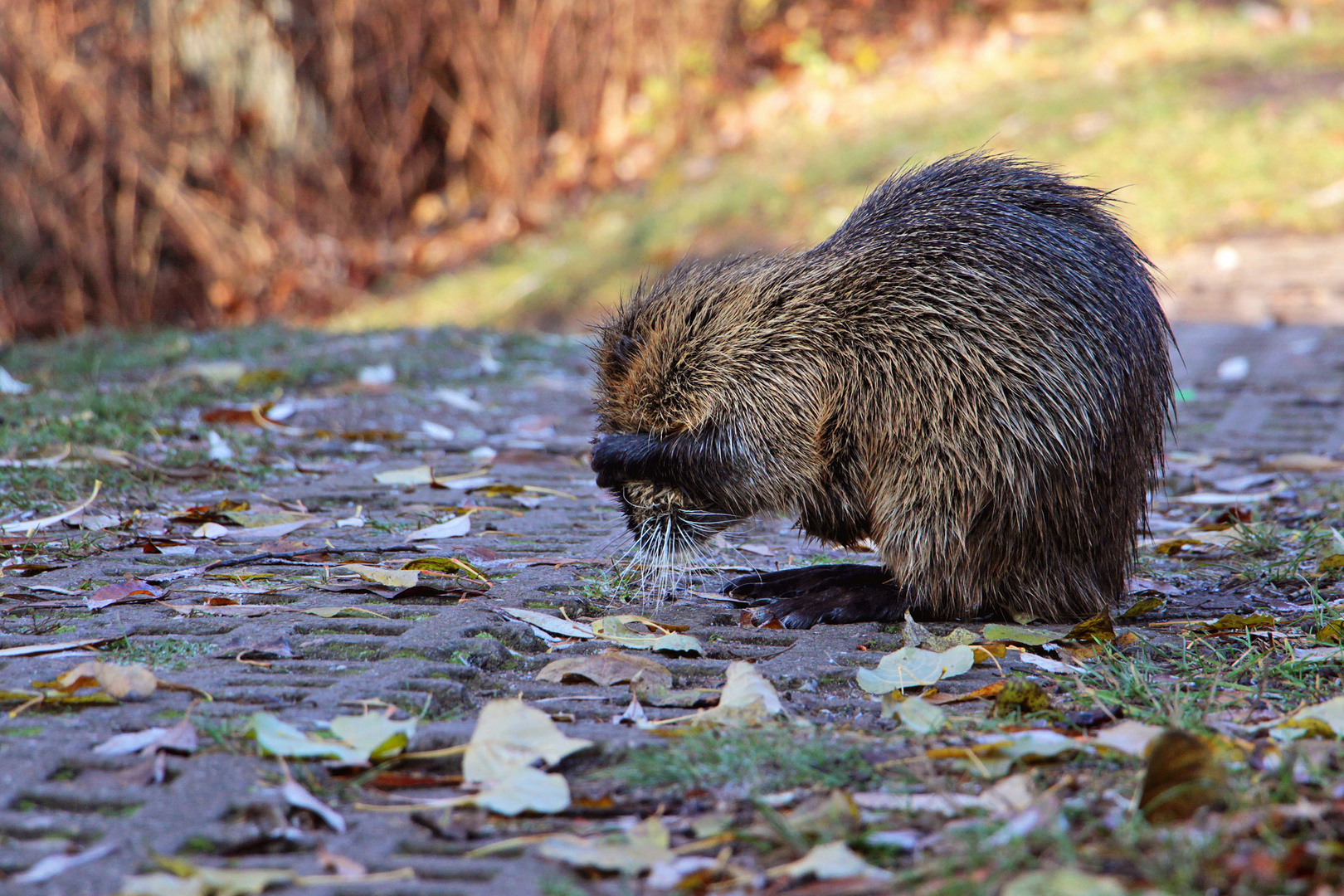 Spaziergang in Saalfeld (15) - Coypu