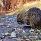 Spaziergang in Saalfeld (15) - Coypu