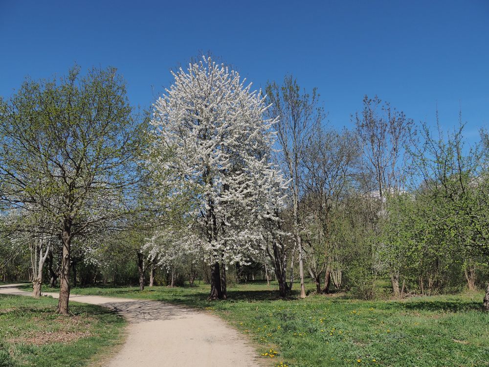 Spaziergang in Zeiten von Corona 