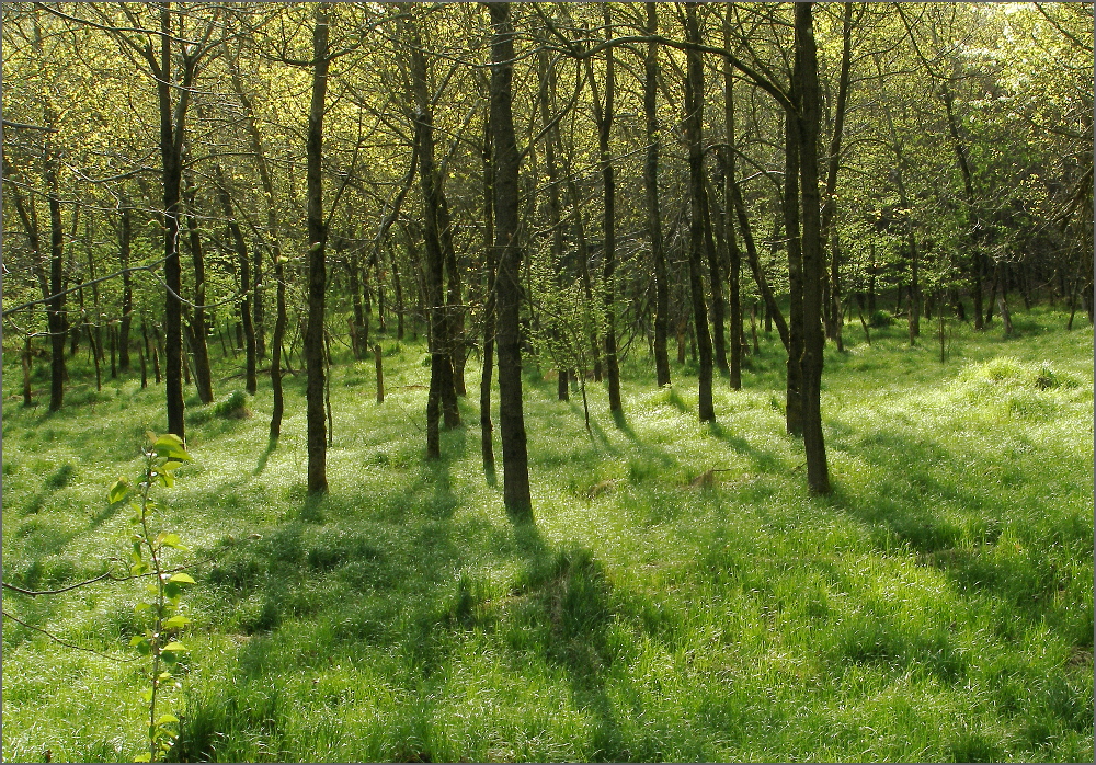 Spaziergang ins Grüne