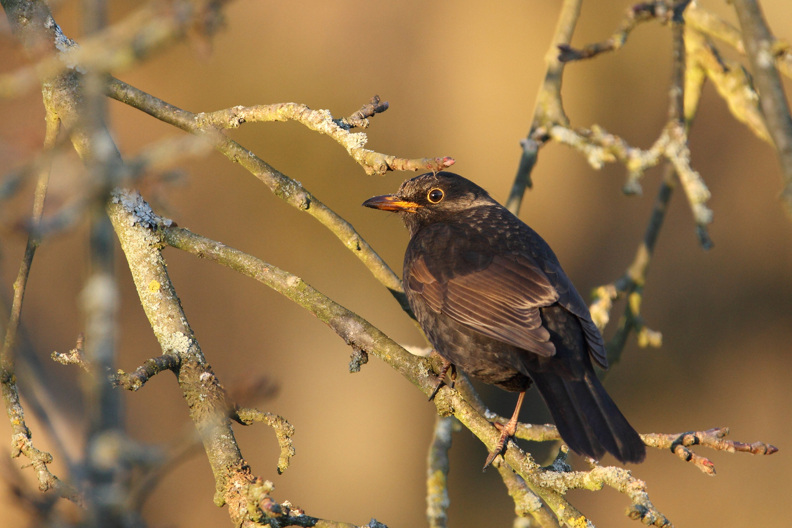 Spaziergang mit Amsel