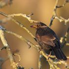 Spaziergang mit Amsel