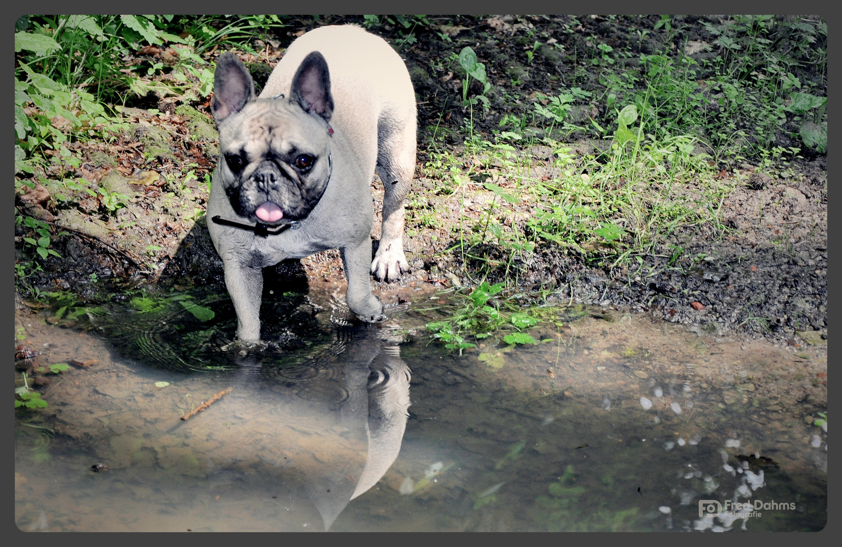 Spaziergang mit Amy