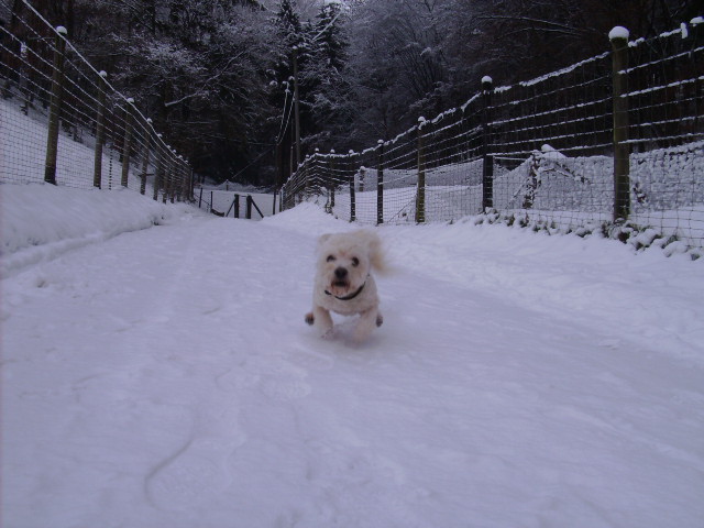 Spaziergang mit Bobby