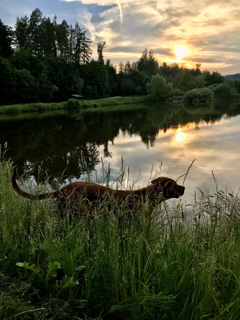 Spaziergang mit dem Hund