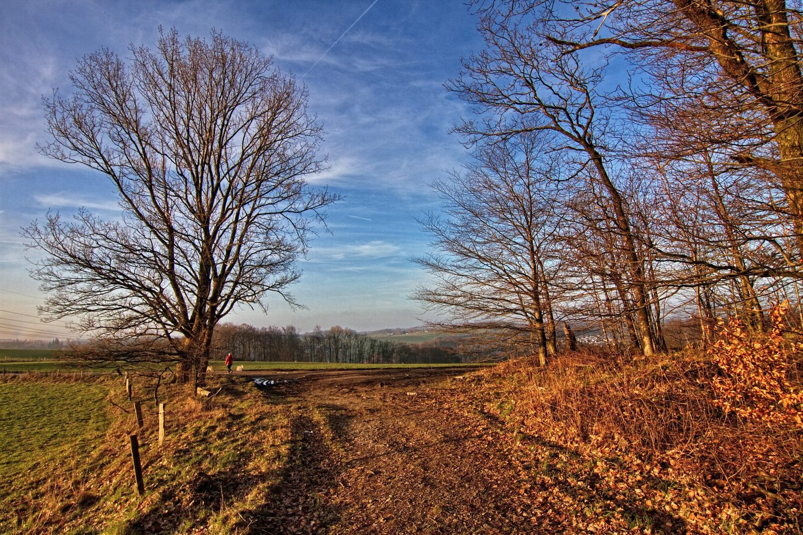 Spaziergang mit den Hunden