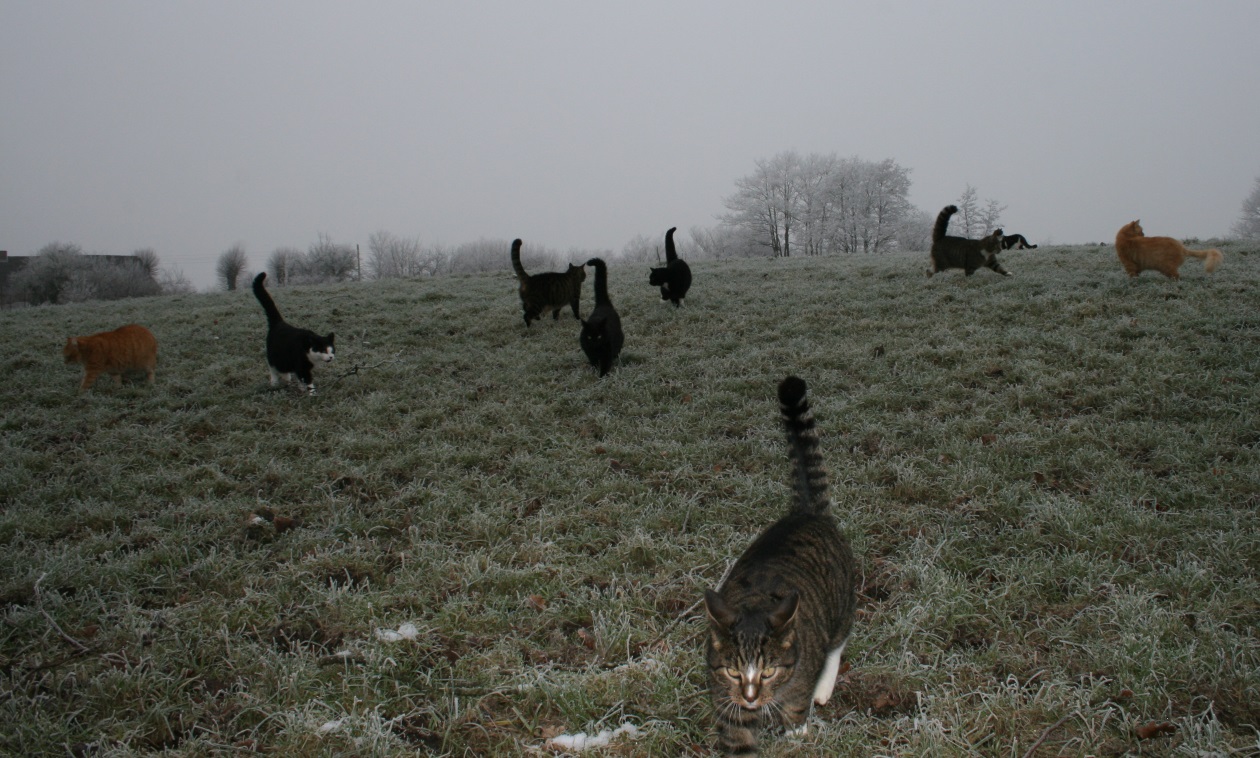 Spaziergang mit den "Mäusen"