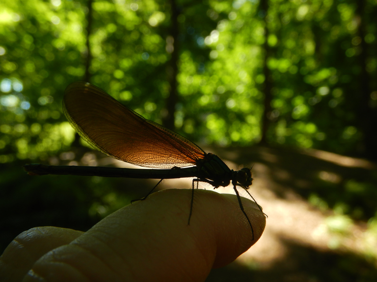 Spaziergang mit einer Libelle