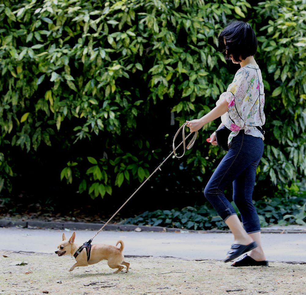 Spaziergang mit Hund Foto &amp; Bild erwachsene, tiere, haustiere Bilder