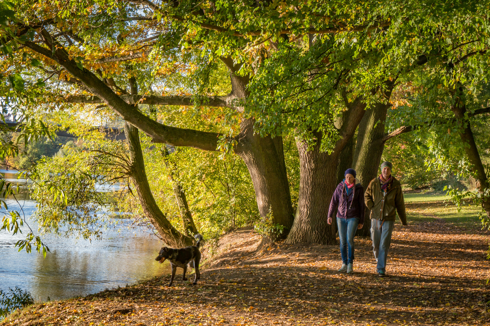 Spaziergang mit Hund - Hannover