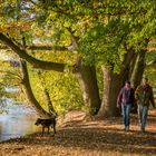 Spaziergang mit Hund - Hannover