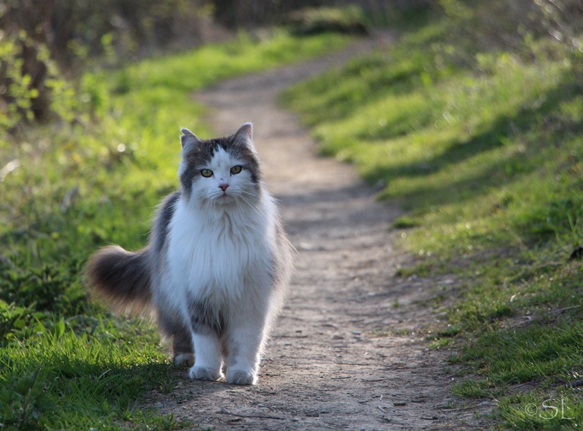 Spaziergang mit Katze