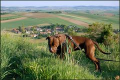 Spaziergang mit Kira...