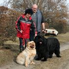 Spaziergang mit Labrador und Neufundländer