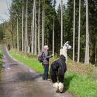 Spaziergang mit Lama