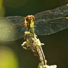 Spaziergang mit Libellen 2