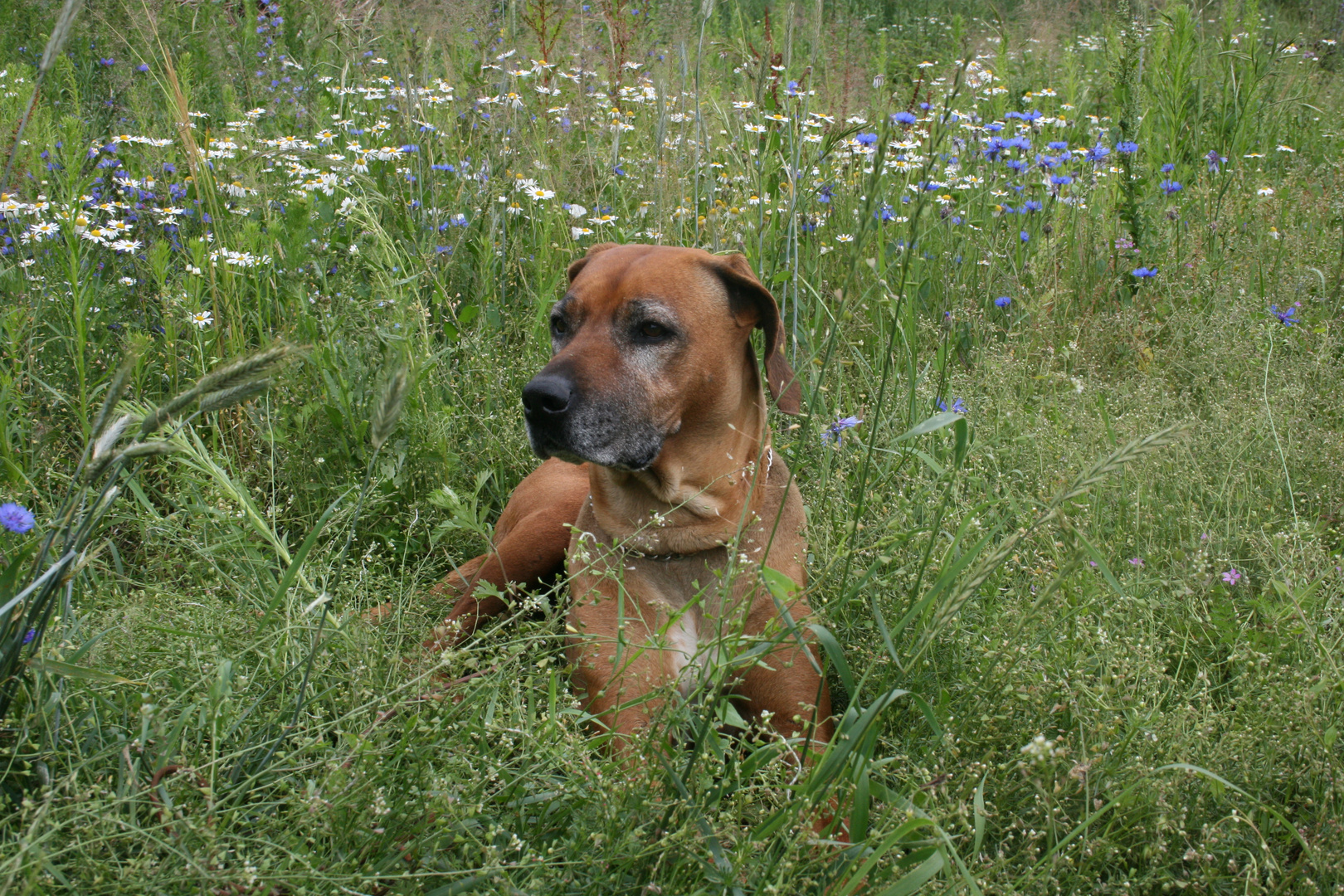 Spaziergang mit Shira