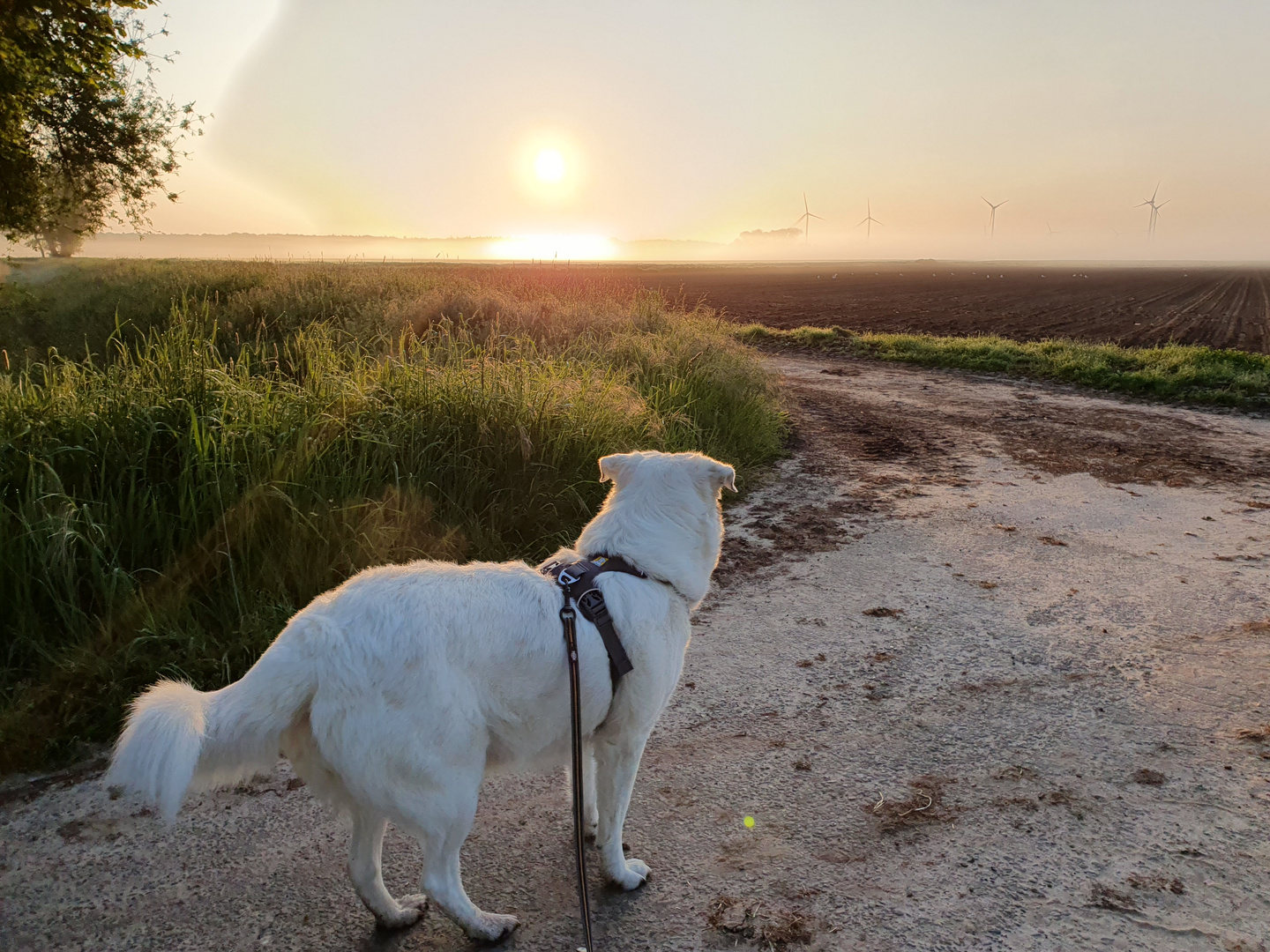 Spaziergang mit Sonnenaufgang