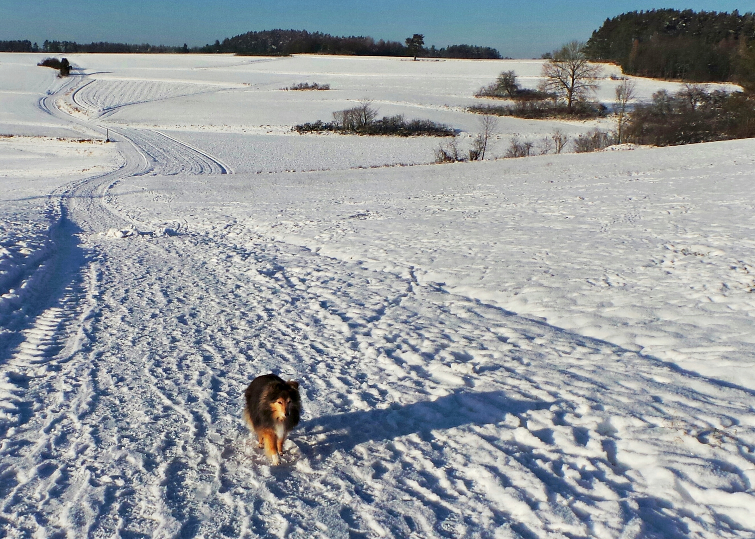 Spaziergang mit Tammy in Elbersberg