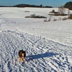 Spaziergang mit Tammy in Elbersberg