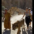 Spaziergang mit Tiger