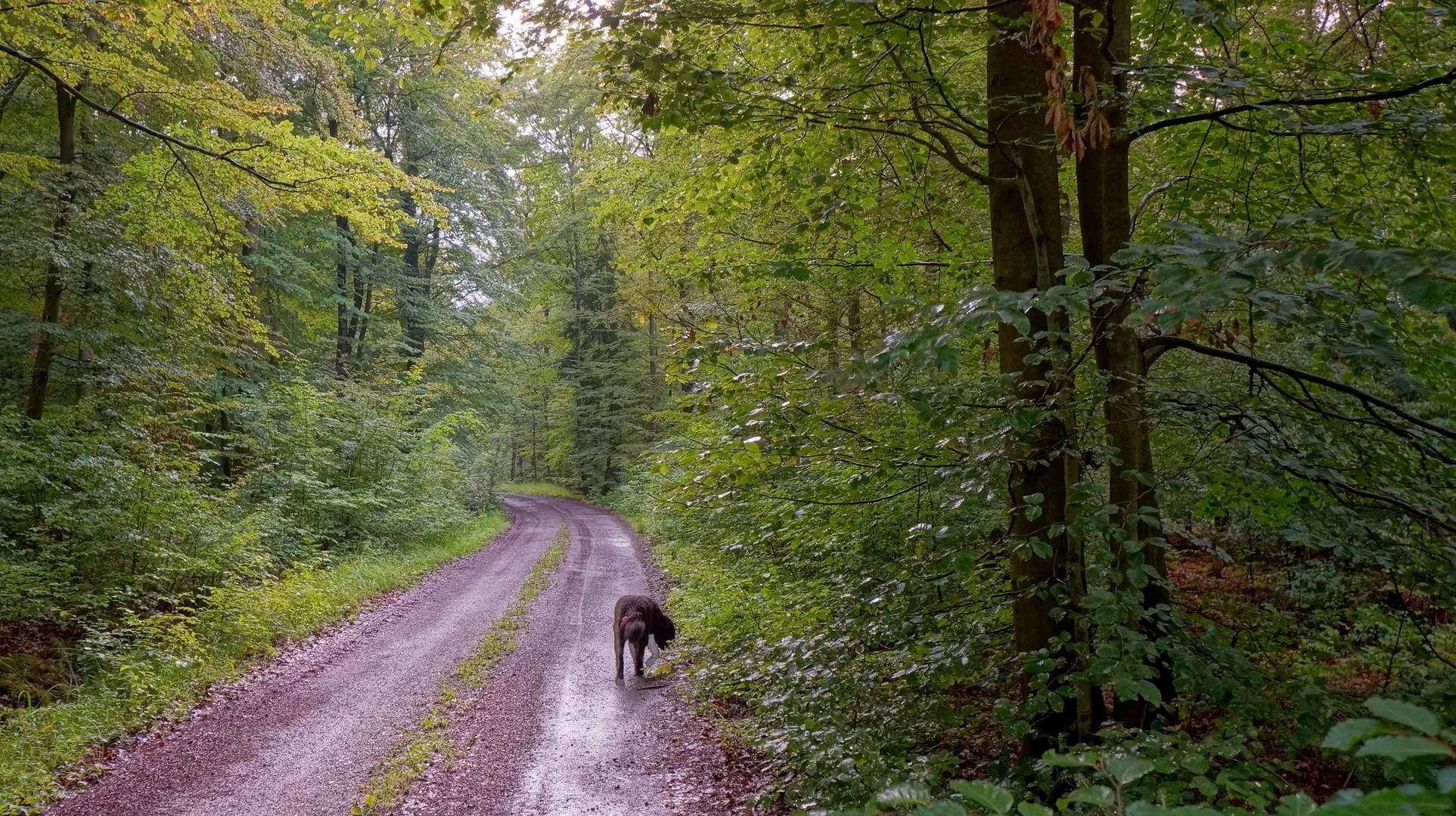 Spaziergang mit Wicky-Emily II (paseando con Wicky-Emily II)