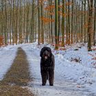 Spaziergang mit Wicky-Emily (paseando con Wicky-Emily)