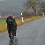 Spaziergang mit Wicky-Emily (paseo con Wicky-Emily)