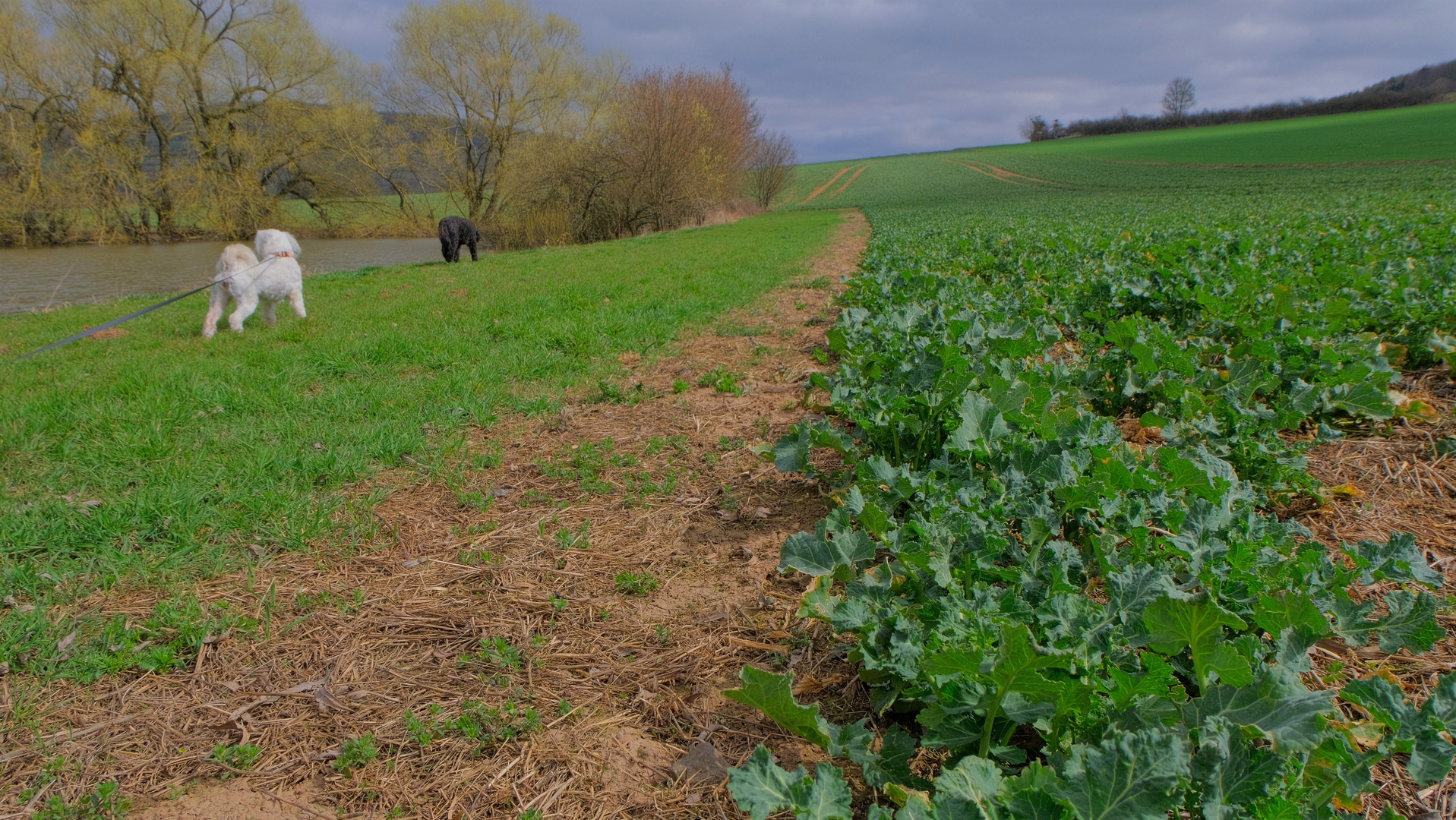 Spaziergang mit Wicky-Emily und Ronja (paseando con Wicky-Emily y Roña)