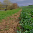 Spaziergang mit Wicky-Emily und Ronja (paseando con Wicky-Emily y Roña)