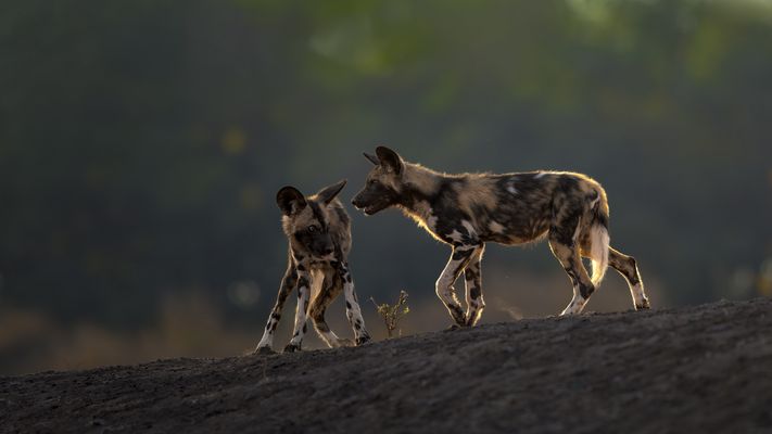 Spaziergang mit Wildhunden