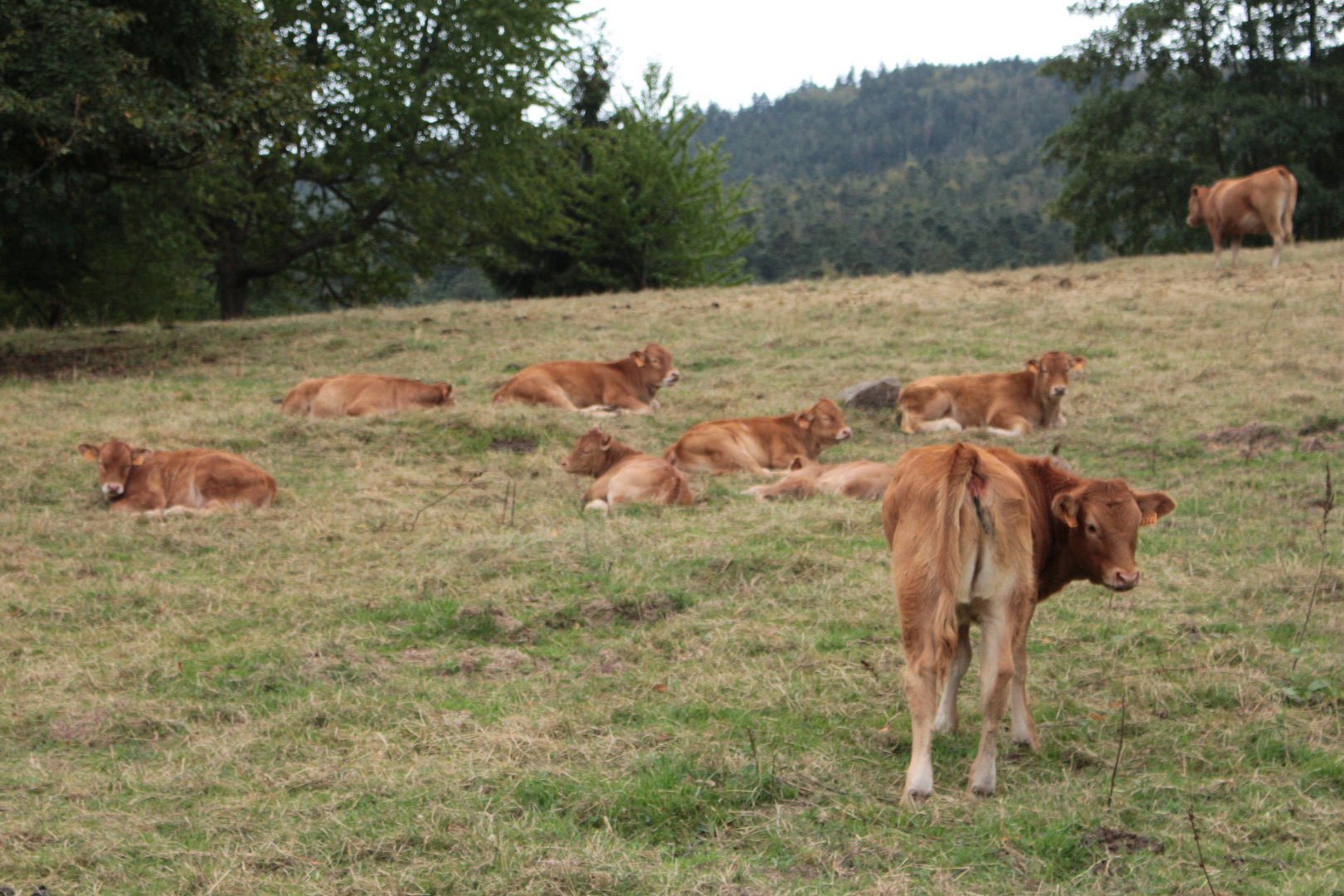 Spaziergang Obernai