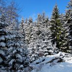 Spaziergang Richtung Feldberg im Taunus