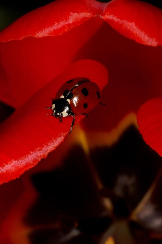 Spaziergang über eine Tulpe