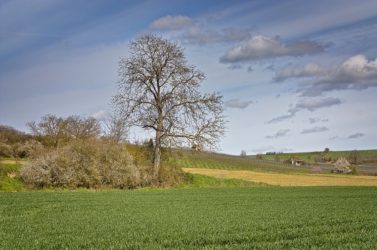 Spaziergang um den Alzeyer Weiher