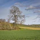 Spaziergang um den Alzeyer Weiher