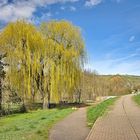 Spaziergang um den Alzeyer Weiher