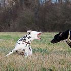 ... Spaziergang um den Erlichsee am 25.12.2015 - 2 Kindsköpfe ...