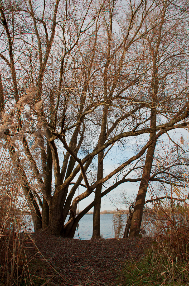 ... Spaziergang um den Erlichsee am 25.12.2015 - 3 ...