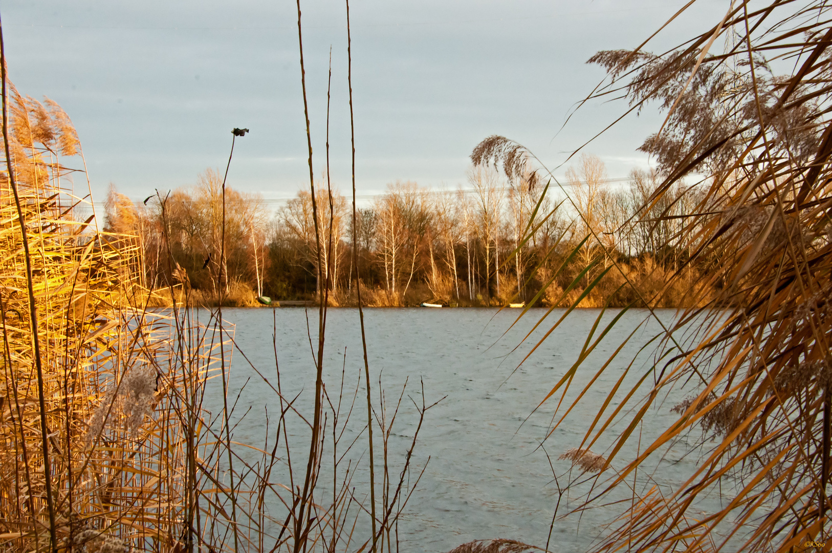 ... Spaziergang um den Erlichsee am 25.12.2015 - Blick durch´s Schilf ...