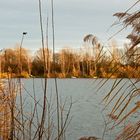 ... Spaziergang um den Erlichsee am 25.12.2015 - Blick durch´s Schilf ...