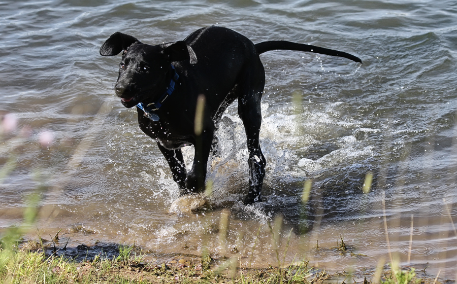 Spaziergang und Schwimmen