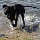 Spaziergang und Schwimmen