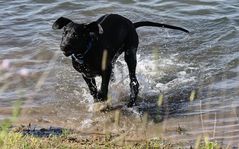 Spaziergang und Schwimmen