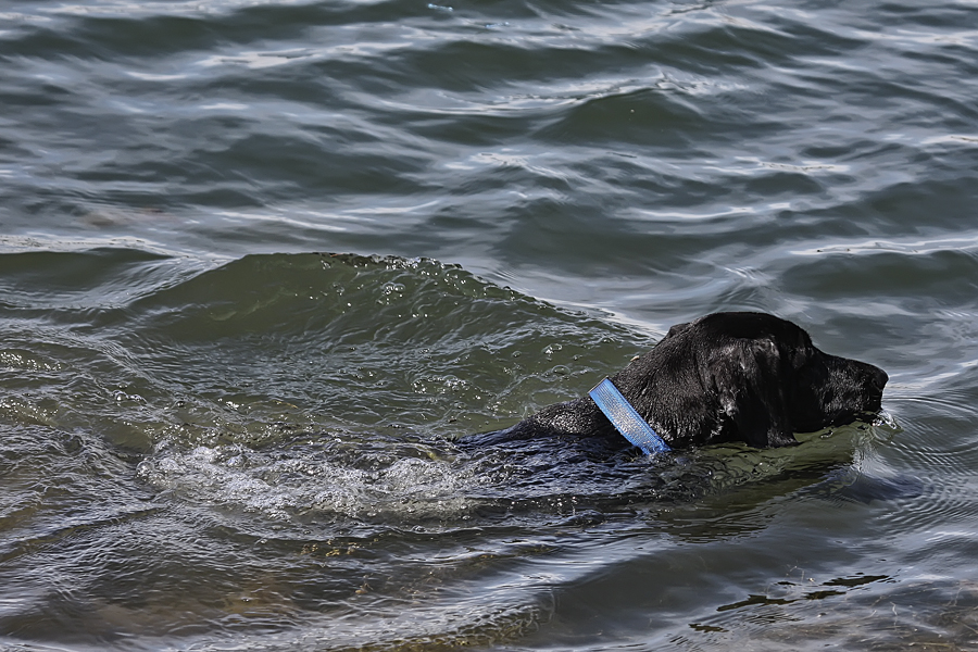 Spaziergang und Schwimmen